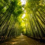 INCENTIVAZIONE ALLA COLTIVAZIONE DI BAMBOO