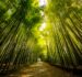 INCENTIVAZIONE ALLA COLTIVAZIONE DI BAMBOO