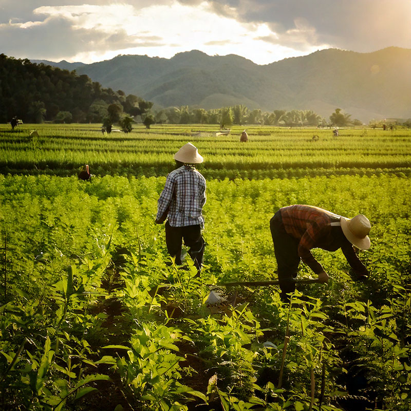 Sostegno agli agricoltori locali